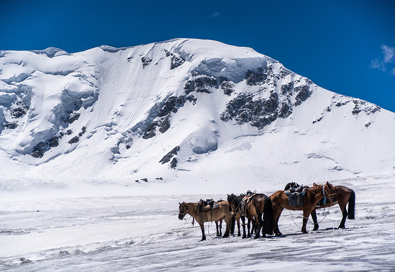 Horses on a Glacier